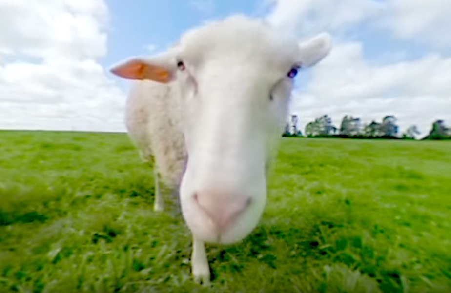 farm sheep 360 camera